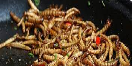 Des insectes destinés à la consommation humaine : l’Europe donne son feu vert