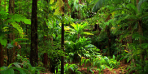 Togo : Décès d’un agent forestier lors de l’inventaire, dans la Centrale