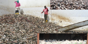 Le Sénégal parmi les pays très touchées : La farine et l’huile de poisson, l’autre menace pour les pêcheries d’Afrique de l’Ouest