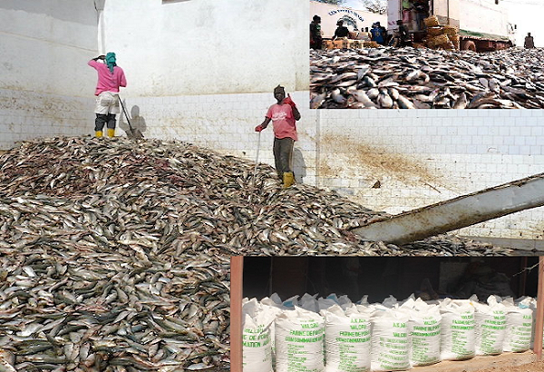 Le Sénégal parmi les pays très touchées : La farine et l’huile de poisson, l’autre menace pour les pêcheries d’Afrique de l’Ouest