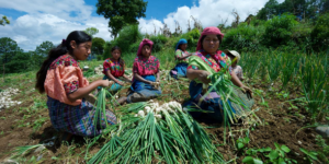 Faiblesses des systèmes alimentaires mondiaux actuels et nécessité d’une modification radicale : les fermes recommandations du nouveau rapport du FIDA