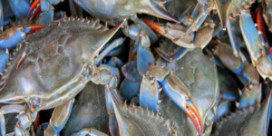 Transformer une espèce envahissante en denrée d’exportation prisée : l’exemple  de l’évolution de la relation entre le crabe bleu et les pêcheurs tunisiens