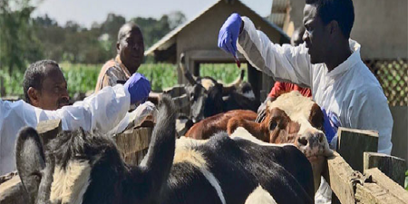 Menaces des maladies animales: La FAO lance un nouveau système mondial d’information