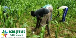 Insertion socioprofessionnelle : Un ingénieur liste les contraintes liées à l’exécution du projet Agri-Jeunes