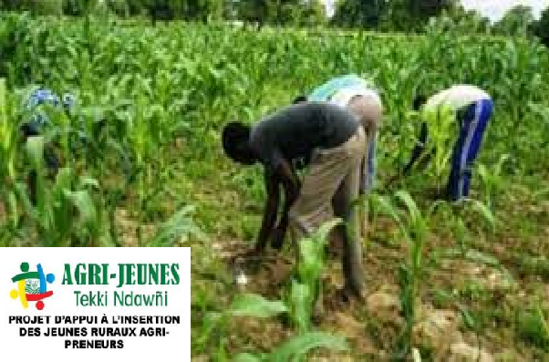 Insertion socioprofessionnelle : Un ingénieur liste les contraintes liées à l’exécution du projet Agri-Jeunes