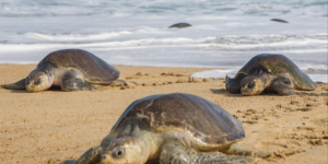 Chiffres de la Direction des Pêches Maritimes : 700 milles oiseaux et 300 mille tortues marines capturés accidentellement