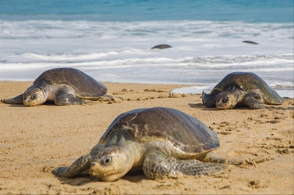 Chiffres de la Direction des Pêches Maritimes : 700 milles oiseaux et 300 mille tortues marines capturés accidentellement