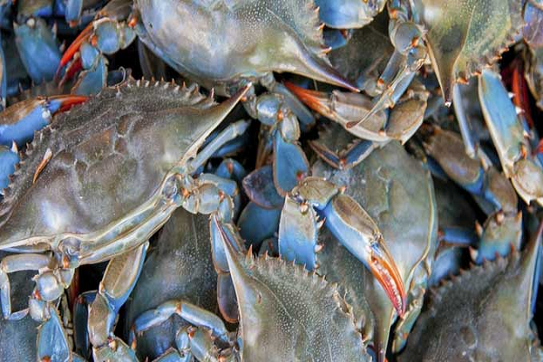 Transformer une espèce envahissante en denrée d’exportation prisée : l’exemple  de l’évolution de la relation entre le crabe bleu et les pêcheurs tunisiens