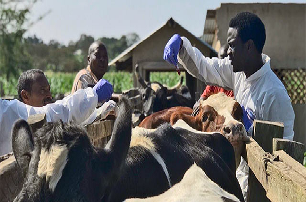 Santé :   Eradiquer les maladies animales prioritaires en Afrique de l’Ouest