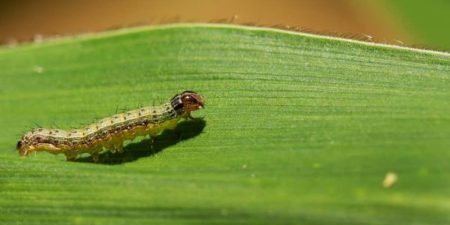 Nouvelles directives de la FAO : Être prêt à répondre si la chenille légionnaire d’automne frappe à la porte