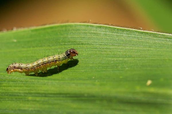 Des chenilles menacent dans la zone nord : Les cultivateurs de la commune de Kanéne Ndiob alertent