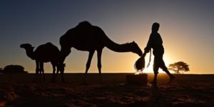Suggestion de la FAO: Les sept voies par lesquelles le pastoralisme favorise un avenir meilleur
