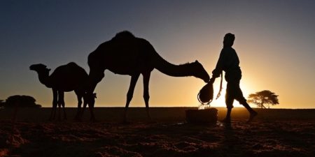 Les camélidés occupent le devant de la scène: la FAO lance l’Année internationale pour reconnaître leur impact mondial