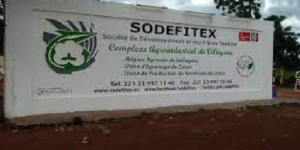 Kolda : les travailleurs de la Sodefitex réclament à l’État le remboursement de huit milliards pour sauver leurs emplois et leurs familles