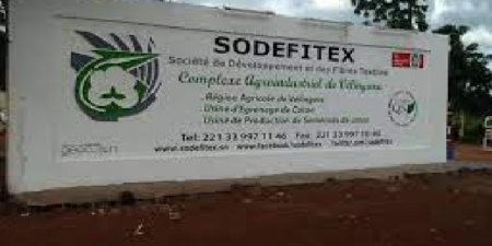 Kolda- Sodefitex : l’Etat va casquer 1, 5 milliard FCFA