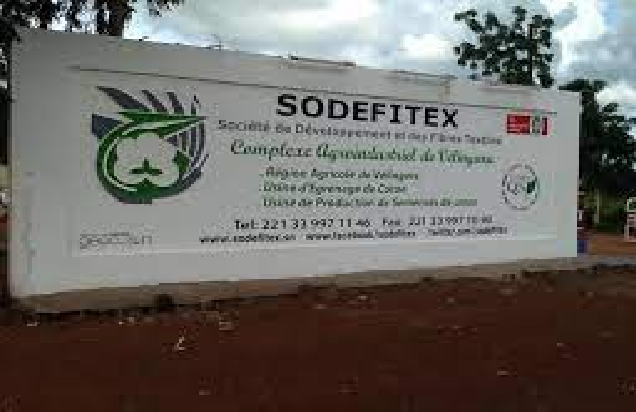 Kolda- Sodefitex : l’Etat va casquer 1, 5 milliard FCFA