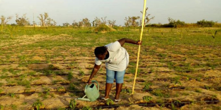 Entreprenariat au Sénégal : Thérèse Diouf, de fonctionnaire internationale à agricultrice