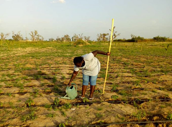 Entreprenariat au Sénégal : Thérèse Diouf, de fonctionnaire internationale à agricultrice