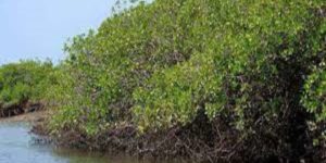 Joal Fadiouth : L’APIX s’investit pour la restauration des habitats marins et la régénération de la mangrove