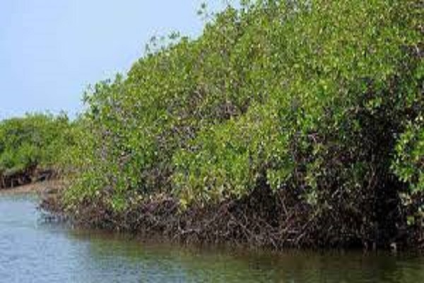 Joal Fadiouth : L’APIX s’investit pour la restauration des habitats marins et la régénération de la mangrove