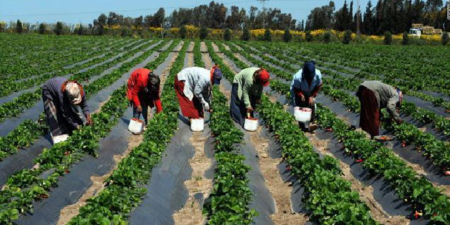 Horticulture, face aux chiffres triomphants masquant la détresse des petits producteurs : une deuxième lettre ouverte alerte le Président Diomaye Faye