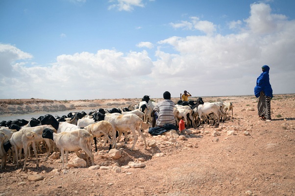 Corne de l’Afrique: la FAO appelle à l’aide d’urgence pour les agriculteurs et pasteurs touchés par la sécheresse afin d’éviter une crise alimentaire