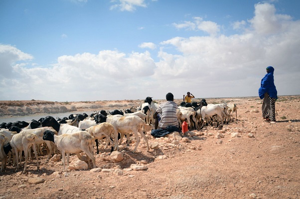 Sécheresse dans la Corne de l’Afrique: la FAO magnifie une contribution de 20 millions d’euros de l’Allemagne pour éviter la crise de la faim