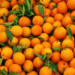 Exportation : La Russie bloque 40 000 tonnes d’oranges égyptiennes pour défaut de conformité phytosanitaire