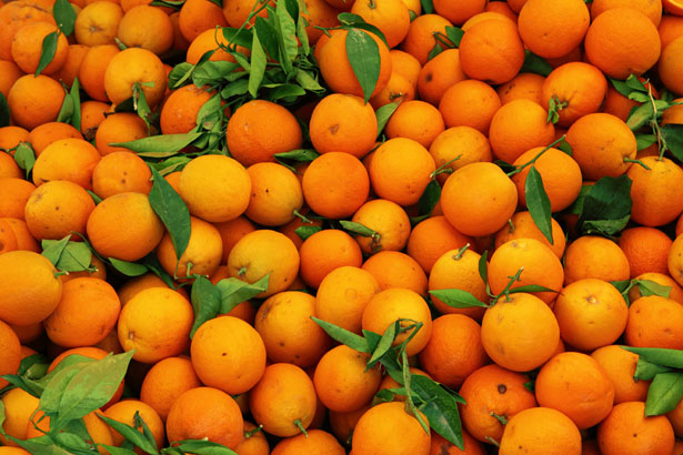 Exportation : La Russie bloque 40 000 tonnes d’oranges égyptiennes pour défaut de conformité phytosanitaire