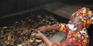 PLATEFORME DE TRANSFORMATION DE POISSON DES FEMMES DE FANDA DE ZIGUINCHOR : La FAO aide à la  réhabilitation