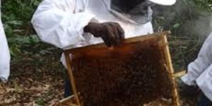 Ghana : Les apiculteurs luttent contre la résistance aux antimicrobiens, place à des pratiques respectueuses de l’environnement.