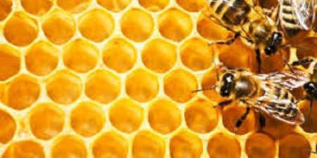 Histoire motivante de la FAO : Solongo Ganbold, une entrepreneuse et scientifique de Mongolie et ses produits innovants à base de venin d’abeille
