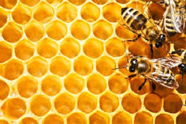 Histoire motivante de la FAO : Solongo Ganbold, une entrepreneuse et scientifique de Mongolie et ses produits innovants à base de venin d’abeille
