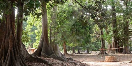 PRESERVATION DES FORETS : Greenpeace Afrique salue l’engagement du président Macky Sall