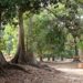 PRESERVATION DES FORETS : Greenpeace Afrique salue l’engagement du président Macky Sall