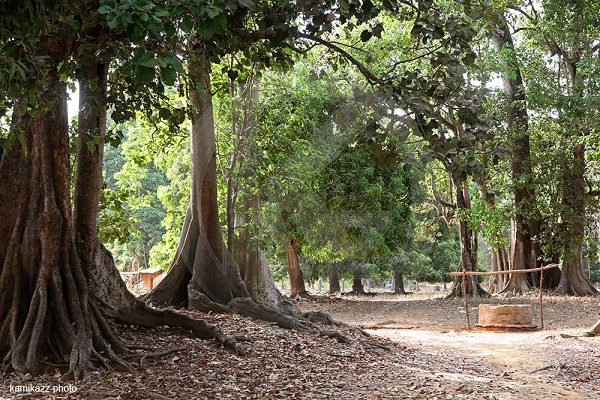 PRESERVATION DES FORETS : Greenpeace Afrique salue l’engagement du président Macky Sall