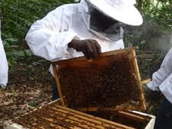 Ghana : Les apiculteurs luttent contre la résistance aux antimicrobiens, place à des pratiques respectueuses de l’environnement.