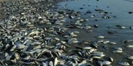 Amas de poissons échoués sur la plage de Gandiol L’ouverture du barrage anti-sel de Diama serait à l’origine