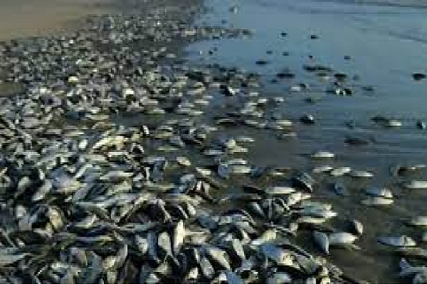 Amas de poissons échoués sur la plage de Gandiol L’ouverture du barrage anti-sel de Diama serait à l’origine