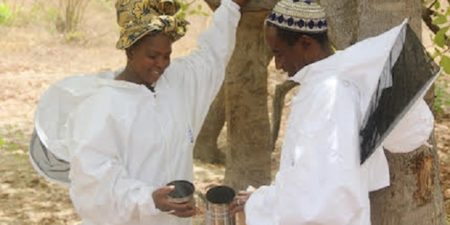 Égaux devant les abeilles : Un couple d’apiculteurs sénégalais travaille en équipe et récolte les fruits de l’égalité femmes-hommes