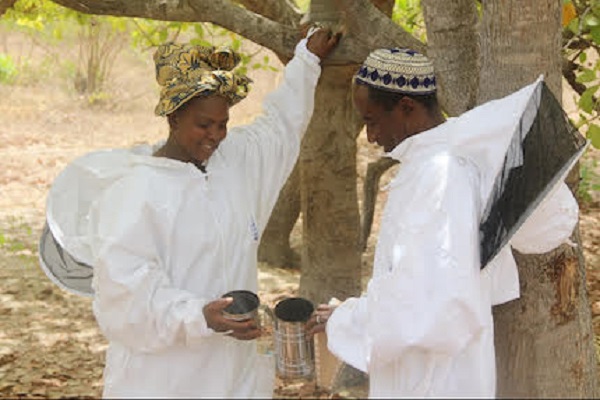 Égaux devant les abeilles : Un couple d’apiculteurs sénégalais travaille en équipe et récolte les fruits de l’égalité femmes-hommes