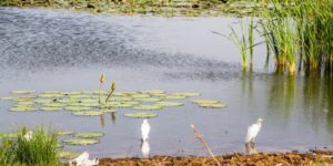 POLLUTION ET FORTES DEMANDES EN EAU : Ces menaces qui pèsent sur le lac de Guiers selon la Banque mondiale