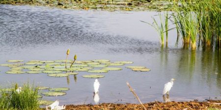 Aux détracteurs du projet de transfert d’eau  : « Qu’ALLAH nous préserve de toute mésentente entre Touba et le Ministre Cheikh Tidiane Dièye » Par Moustapha Mbacke