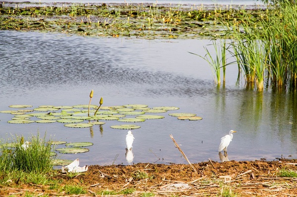 POLLUTION ET FORTES DEMANDES EN EAU : Ces menaces qui pèsent sur le lac de Guiers selon la Banque mondiale