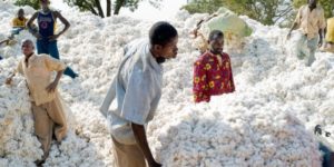 MARCHES DES MATIERES PREMIERES DANS L’UEMOA : La hausse des estimations de production de coton à 121,2 millions de balles