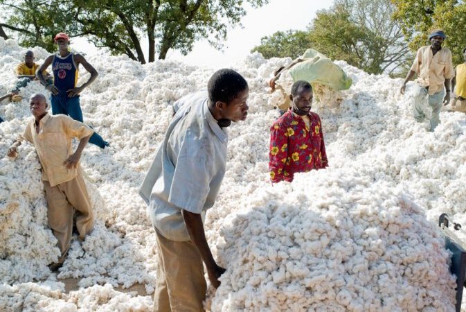 MARCHES DES MATIERES PREMIERES DANS L’UEMOA : La hausse des estimations de production de coton à 121,2 millions de balles