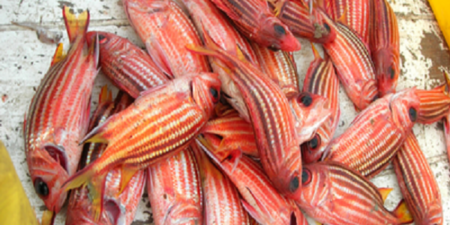 Pêche : Des espèces envahissantes sont en train de changer la mer Méditerranée -FA0