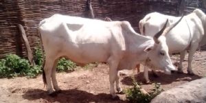 Sédhiou: Driss Jr Diallo offre des bœufs pour célébrer le Mawlid, un geste salué à sa juste valeur