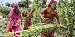 Développement durable : L’Initiative Main dans la main de la FAO, pleinement opérationnelle