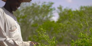 Environnement : Une muraille qui contribue à la restauration des terres et à l’autonomisation des populations au Niger  (FAO)